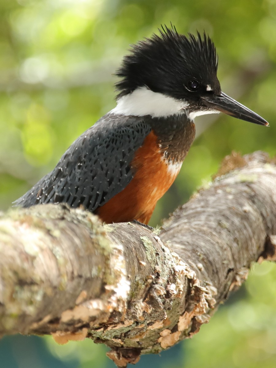 Ringed Kingfisher - ML258456691