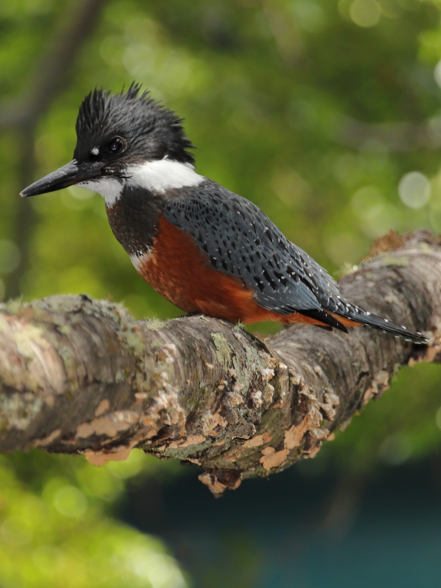 Ringed Kingfisher - ML258456721