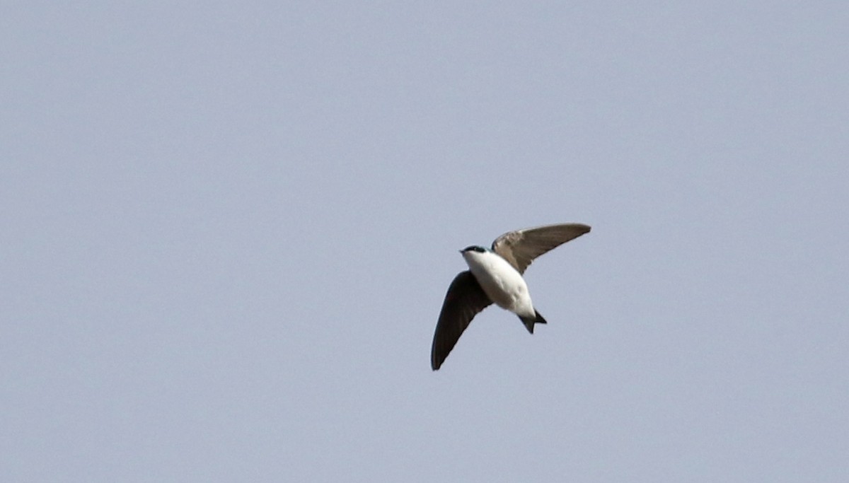 Tree Swallow - Jay McGowan