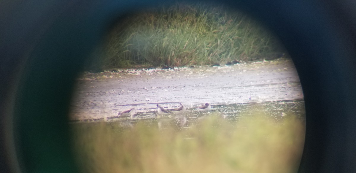 Wilson's Phalarope - ML258457341