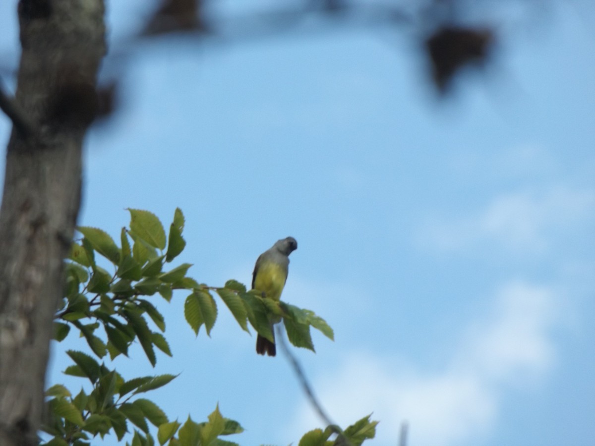 Great Crested Flycatcher - ML258457471