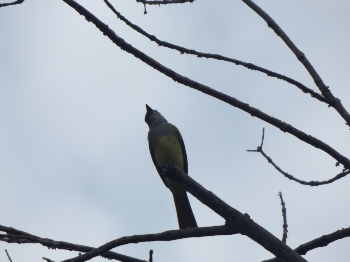 Great Crested Flycatcher - ML258457481