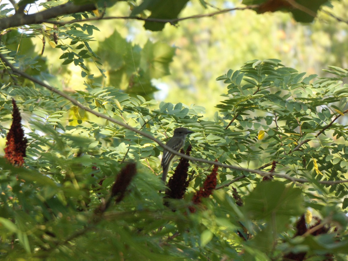 Great Crested Flycatcher - ML258457501