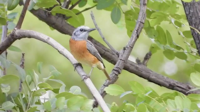 Miombo Rock-Thrush - ML258457601