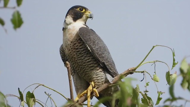 Peregrine Falcon - ML258458081