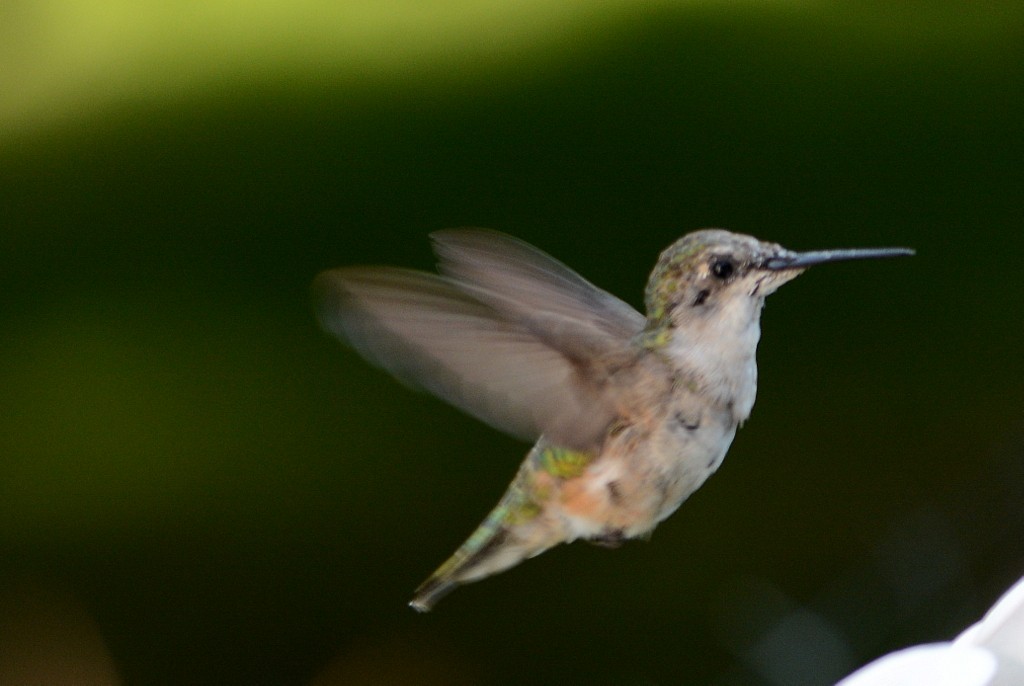 Ruby-throated Hummingbird - Doug Daniels