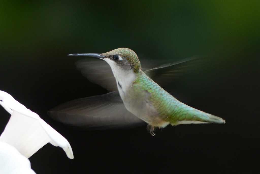 Ruby-throated Hummingbird - Doug Daniels