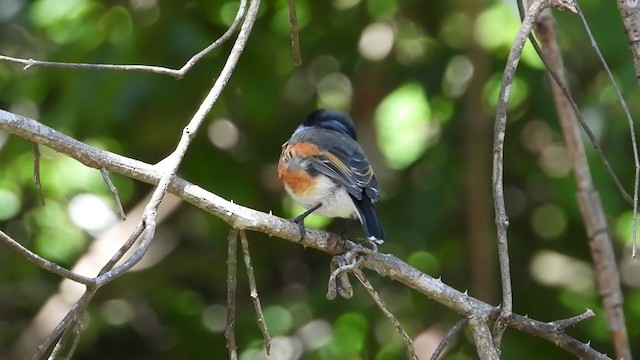 Cape Batis - ML258458501