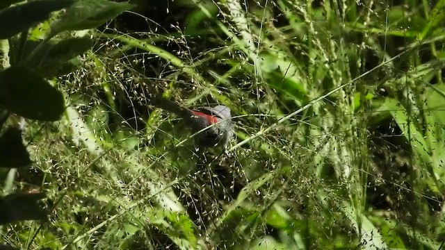 Black-tailed Waxbill - ML258458591