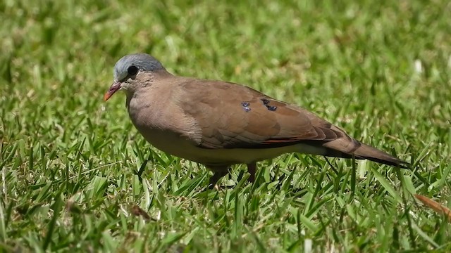 Blue-spotted Wood-Dove - ML258458801