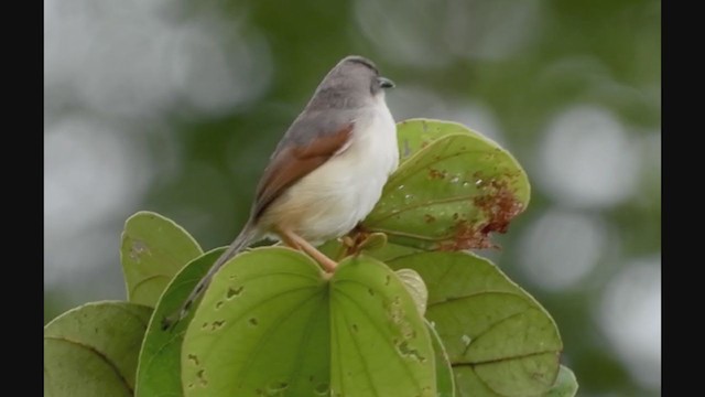 rødvingeprinia - ML258458901