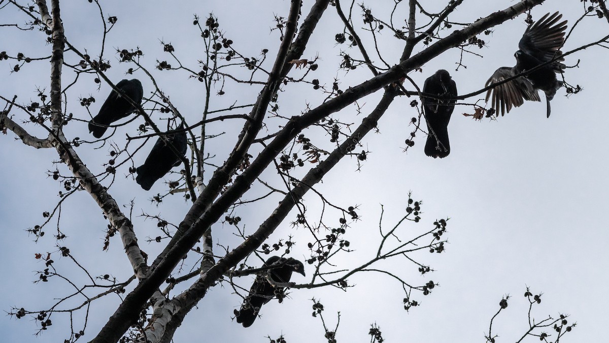 American Crow - ML258460491