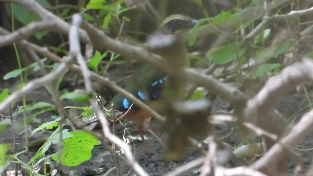 African Pitta - ML258461061