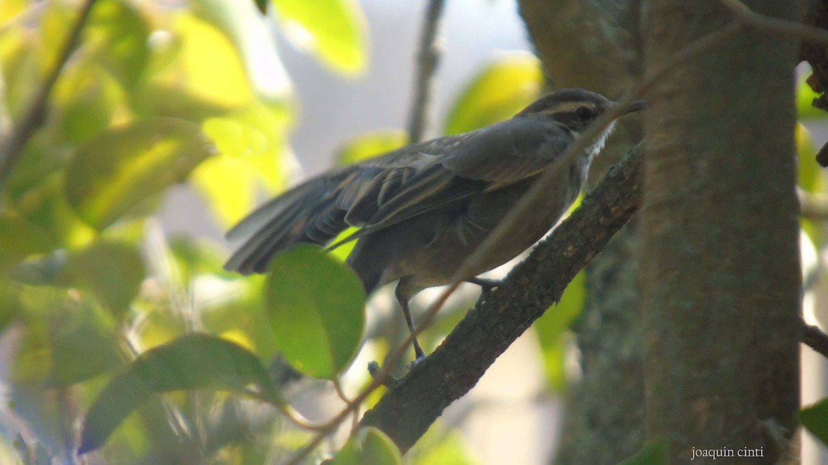 Buff-winged Cinclodes - ML258461801