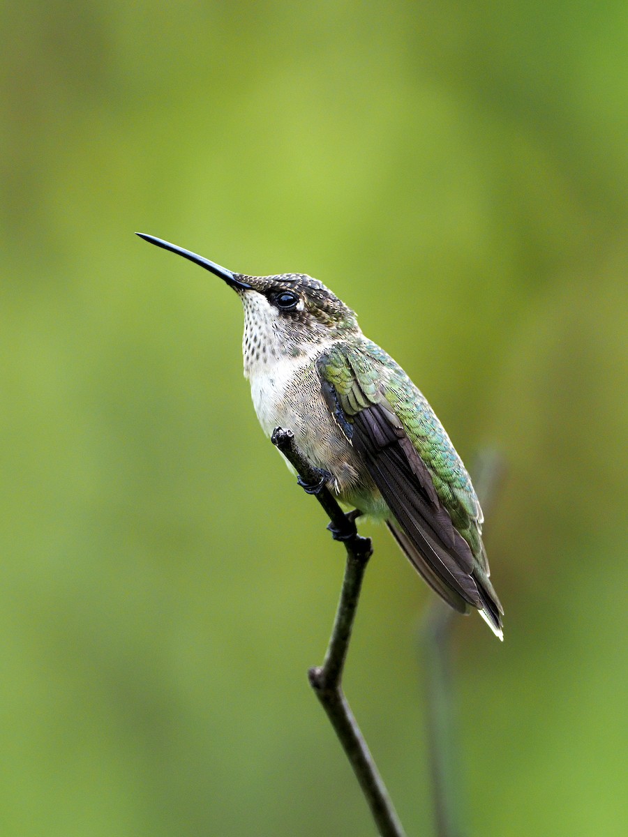 Colibrí Gorjirrubí - ML258464911