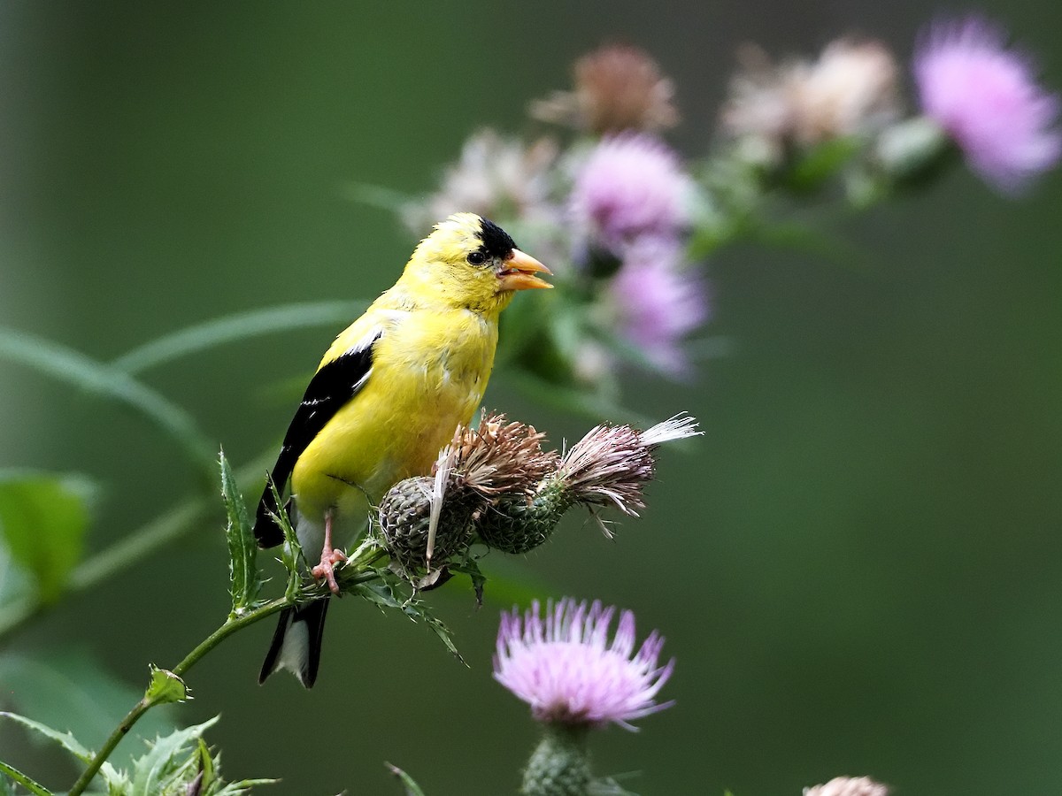 American Goldfinch - ML258464991