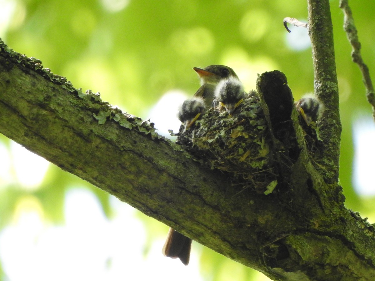 Eastern Wood-Pewee - Larry Chapin