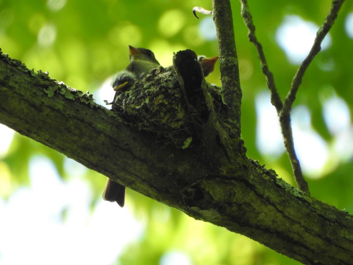 Eastern Wood-Pewee - Larry Chapin