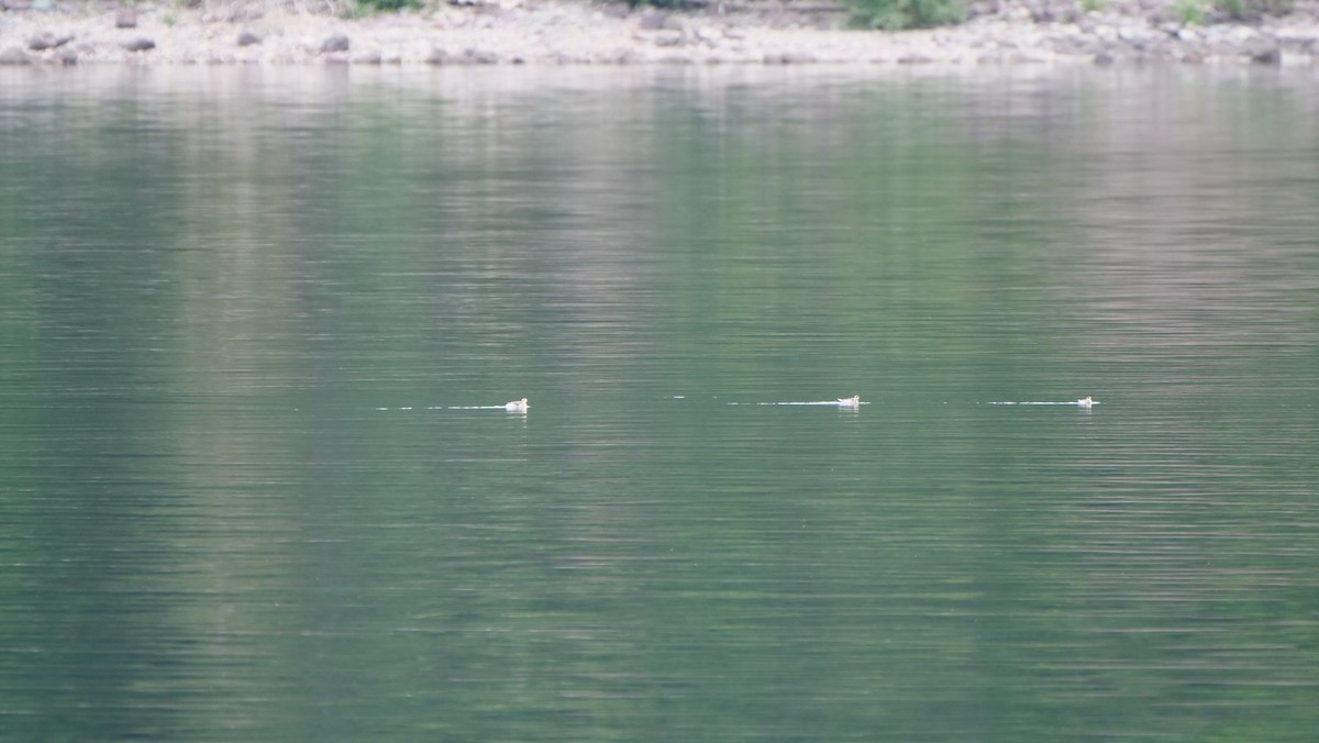 Phalarope à bec étroit - ML258466441