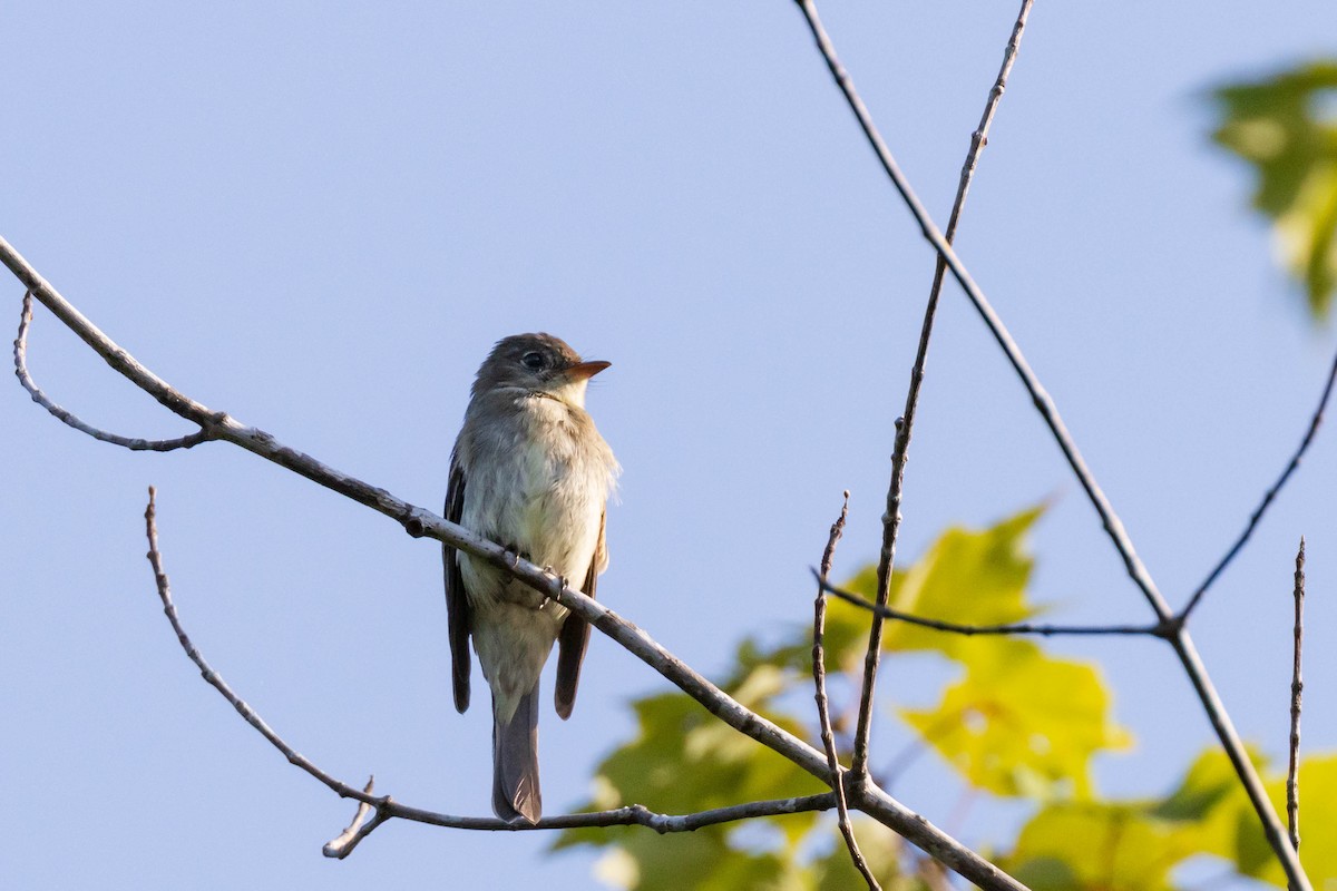Eastern Wood-Pewee - ML258466701