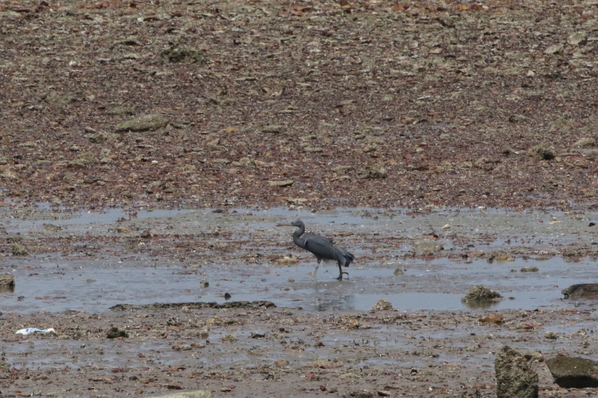 Pacific Reef-Heron - ML258467101