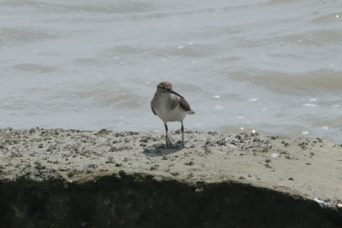 Common Sandpiper - ML258467121