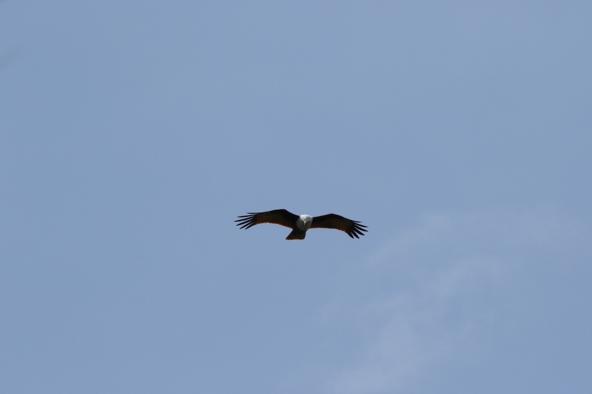 Brahminy Kite - ML258467181