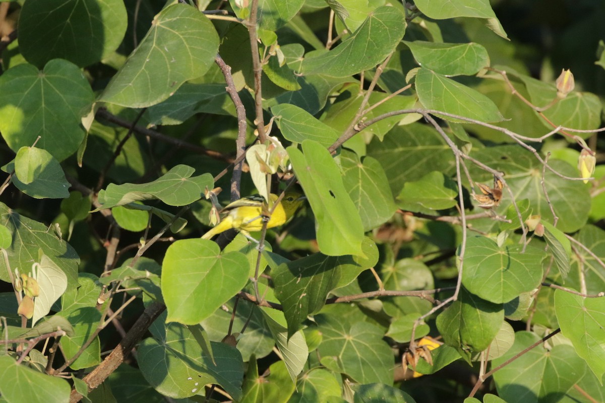 Common Iora - ML258468591