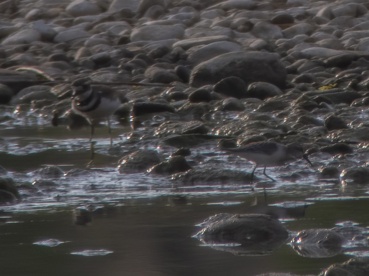 Western Sandpiper - ML258469131