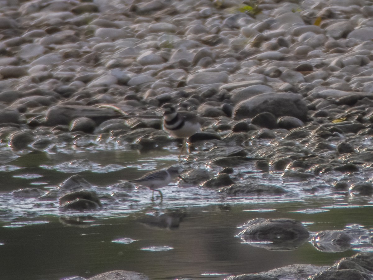 Western Sandpiper - ML258469151