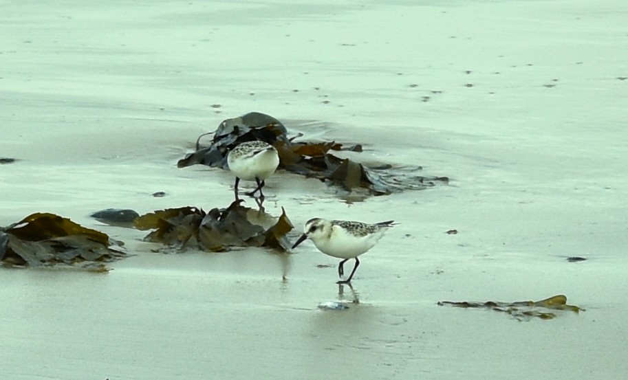 Sanderling - Blair Whyte