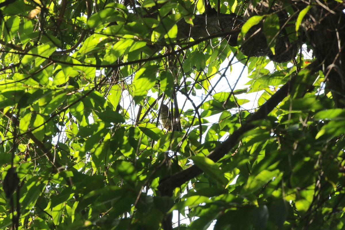 Sooty Barbet - ML258470301