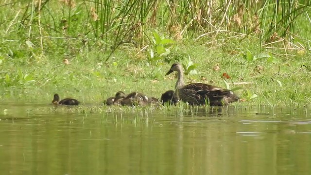 Indian Spot-billed Duck - ML258471221