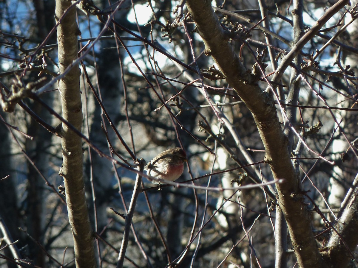 Redpoll (Common) - ML25847161