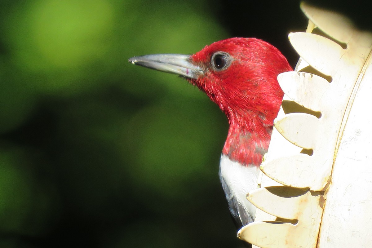 Red-headed Woodpecker - ML258471731