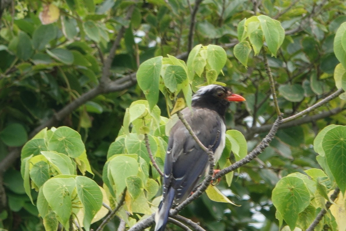Red-billed Blue-Magpie - ML258472051