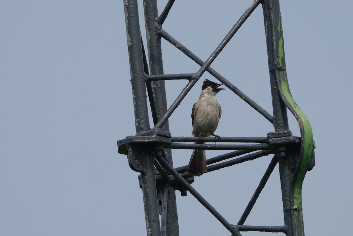 Sooty-headed Bulbul - ML258472121