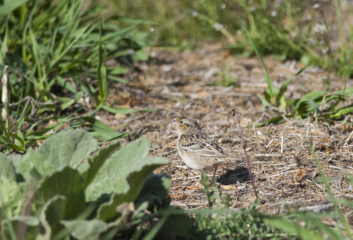 Grasshopper Sparrow - ML258472501
