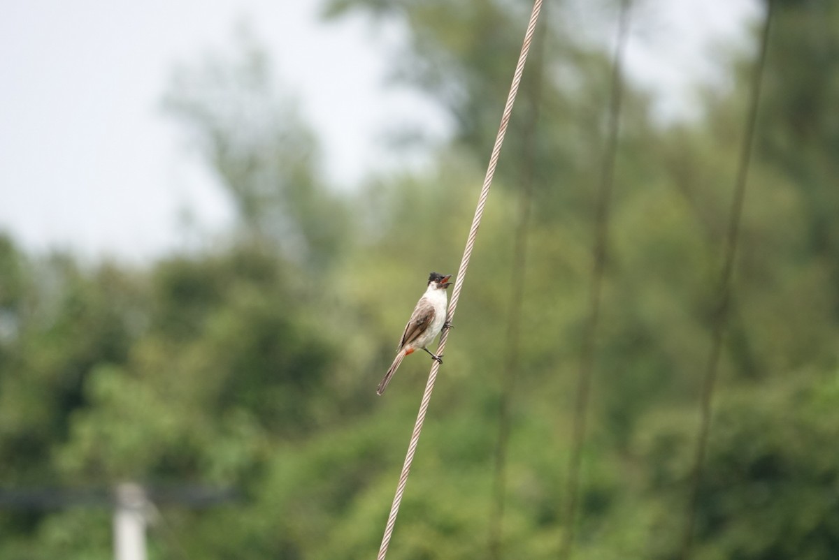 Sooty-headed Bulbul - ML258472601