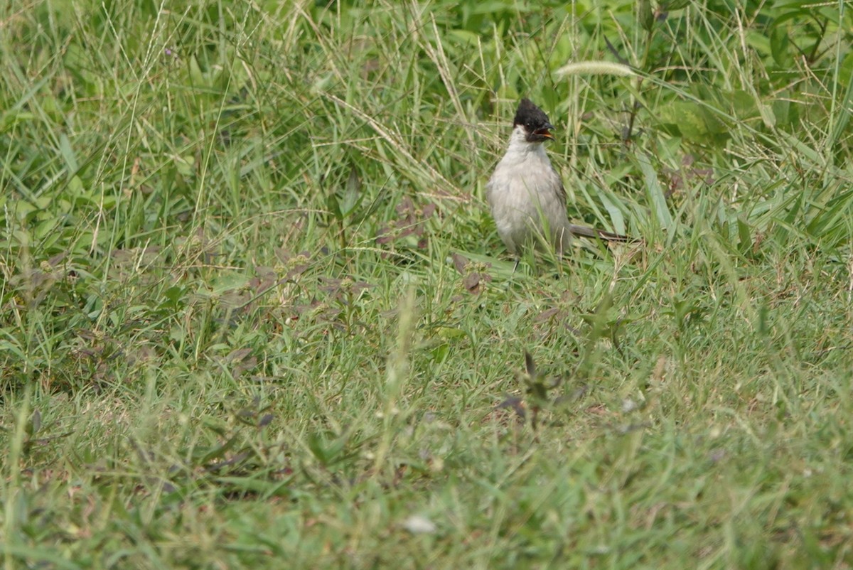 Sooty-headed Bulbul - ML258472621