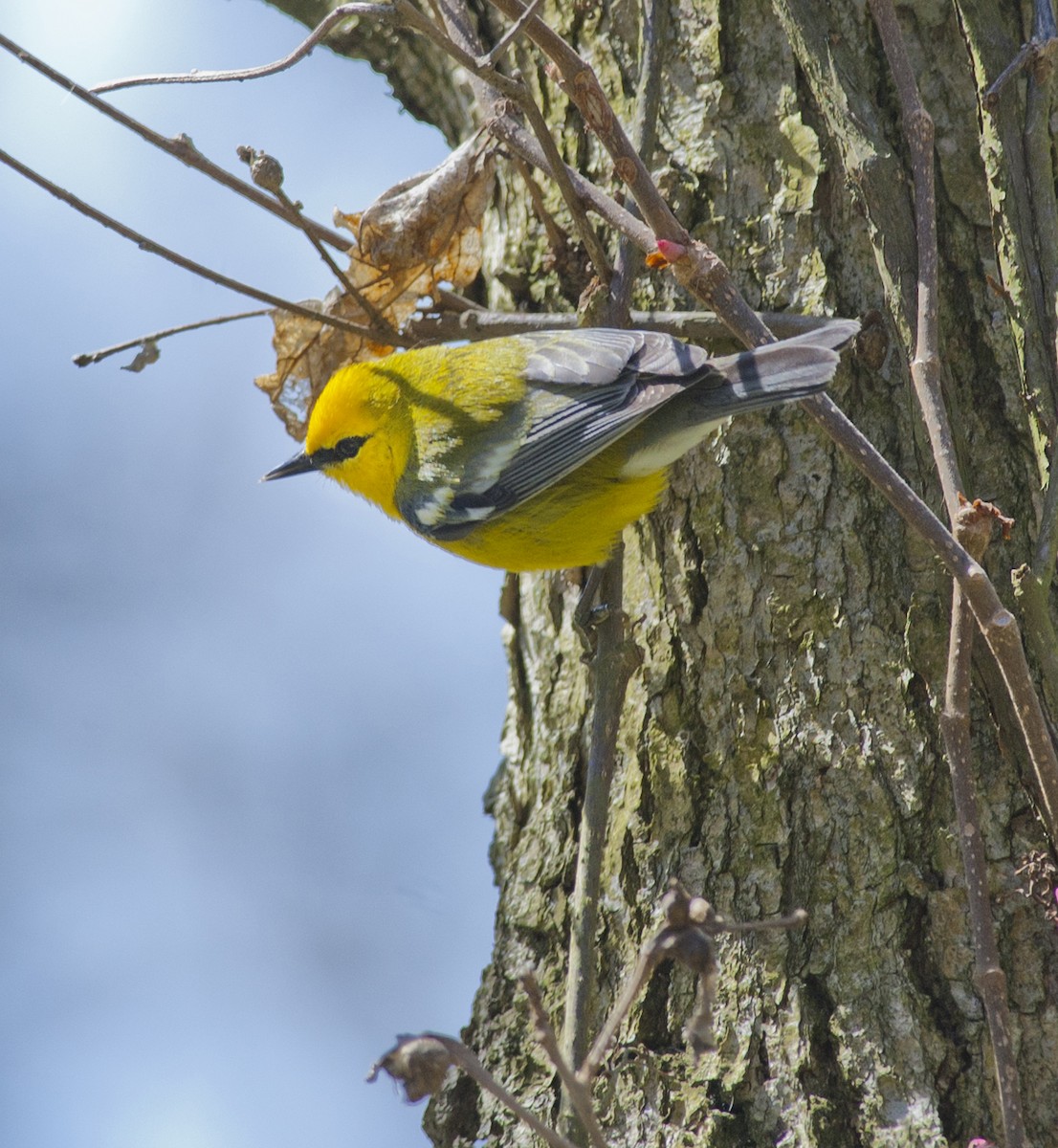 Blue-winged Warbler - Joshua Vandermeulen