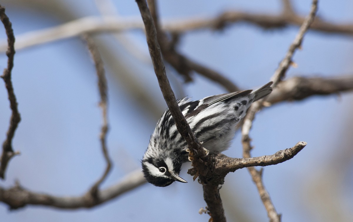 Black-and-white Warbler - ML258472641