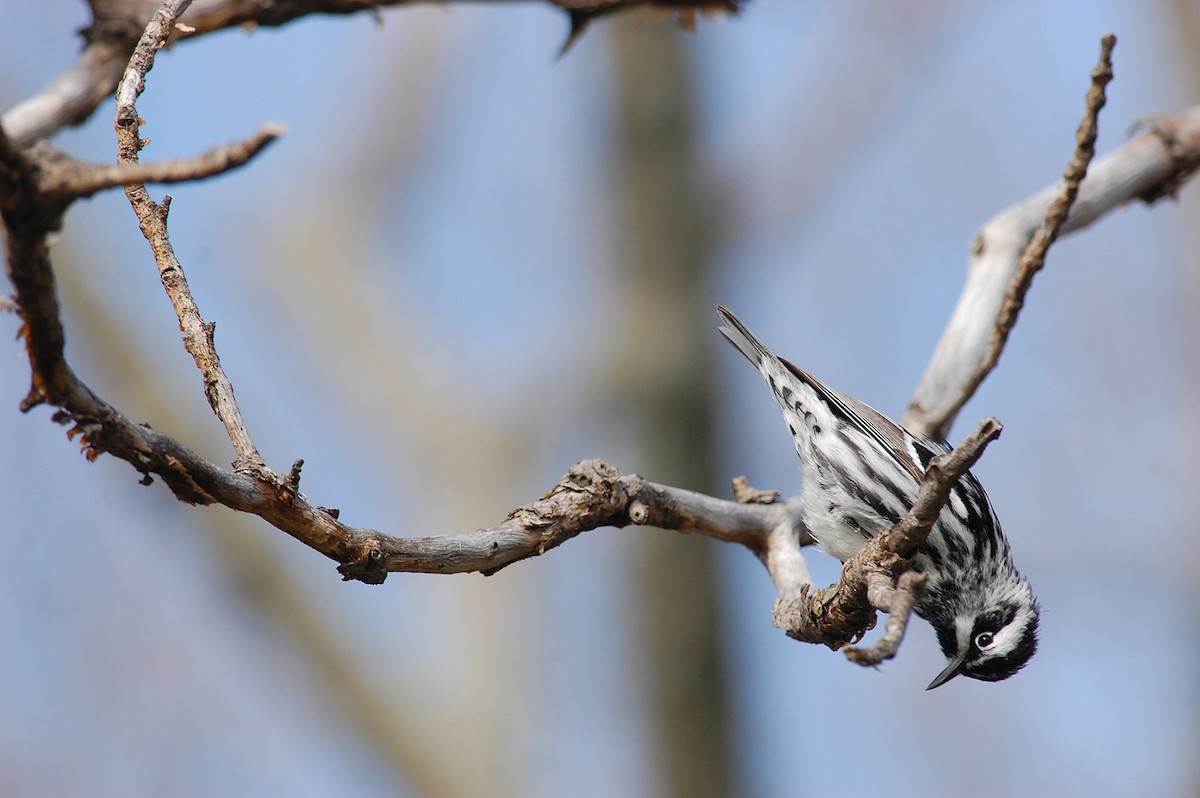 Black-and-white Warbler - ML258472651