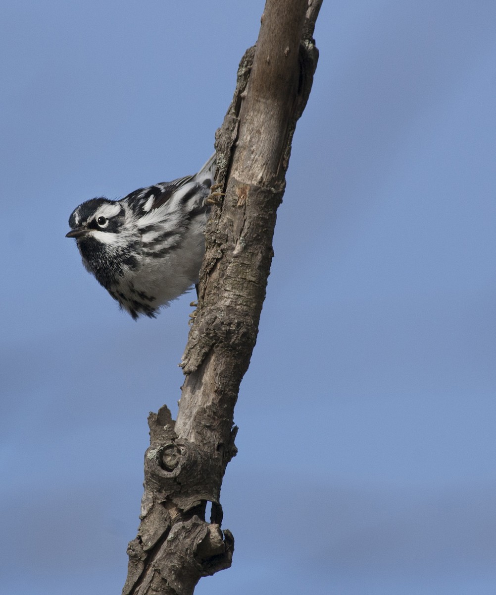 Black-and-white Warbler - ML258472681