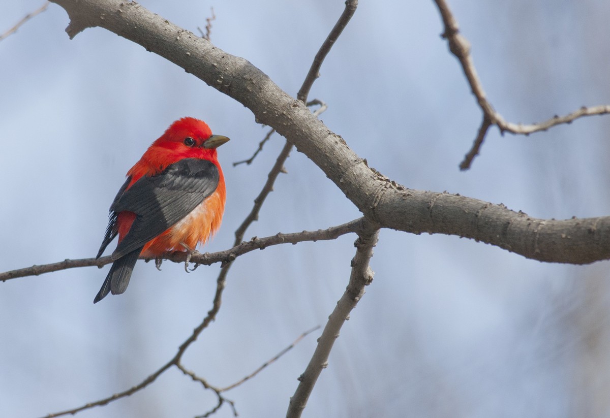 Scarlet Tanager - ML258472691