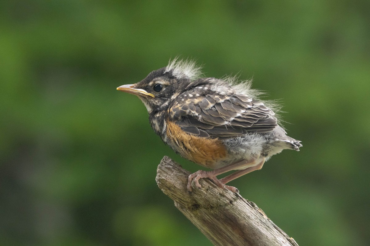 American Robin - ML258473561
