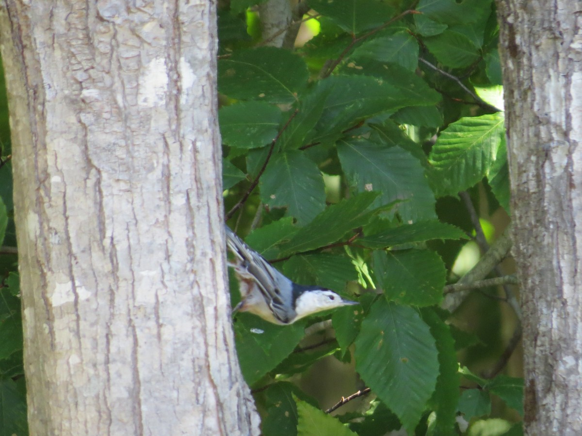 White-breasted Nuthatch - ML258473931