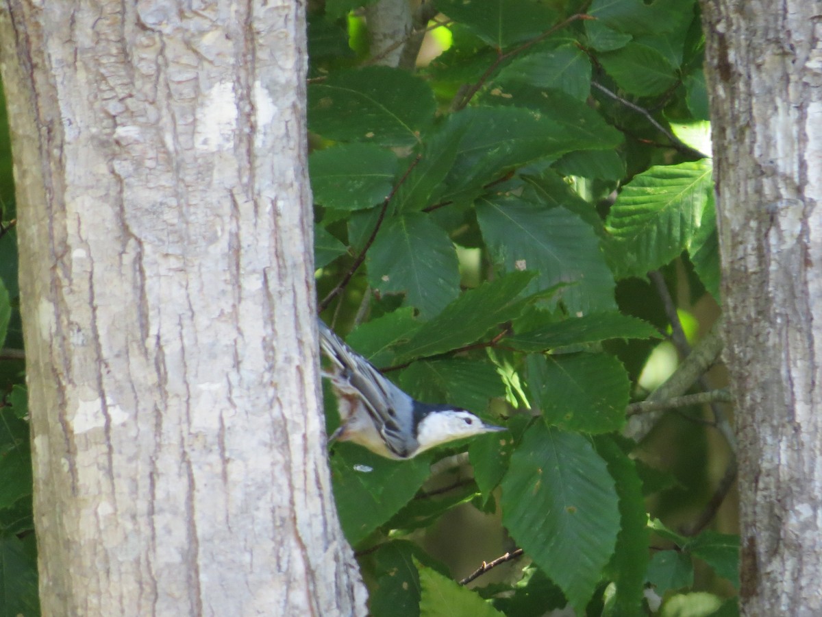 Trepador Pechiblanco - ML258473931