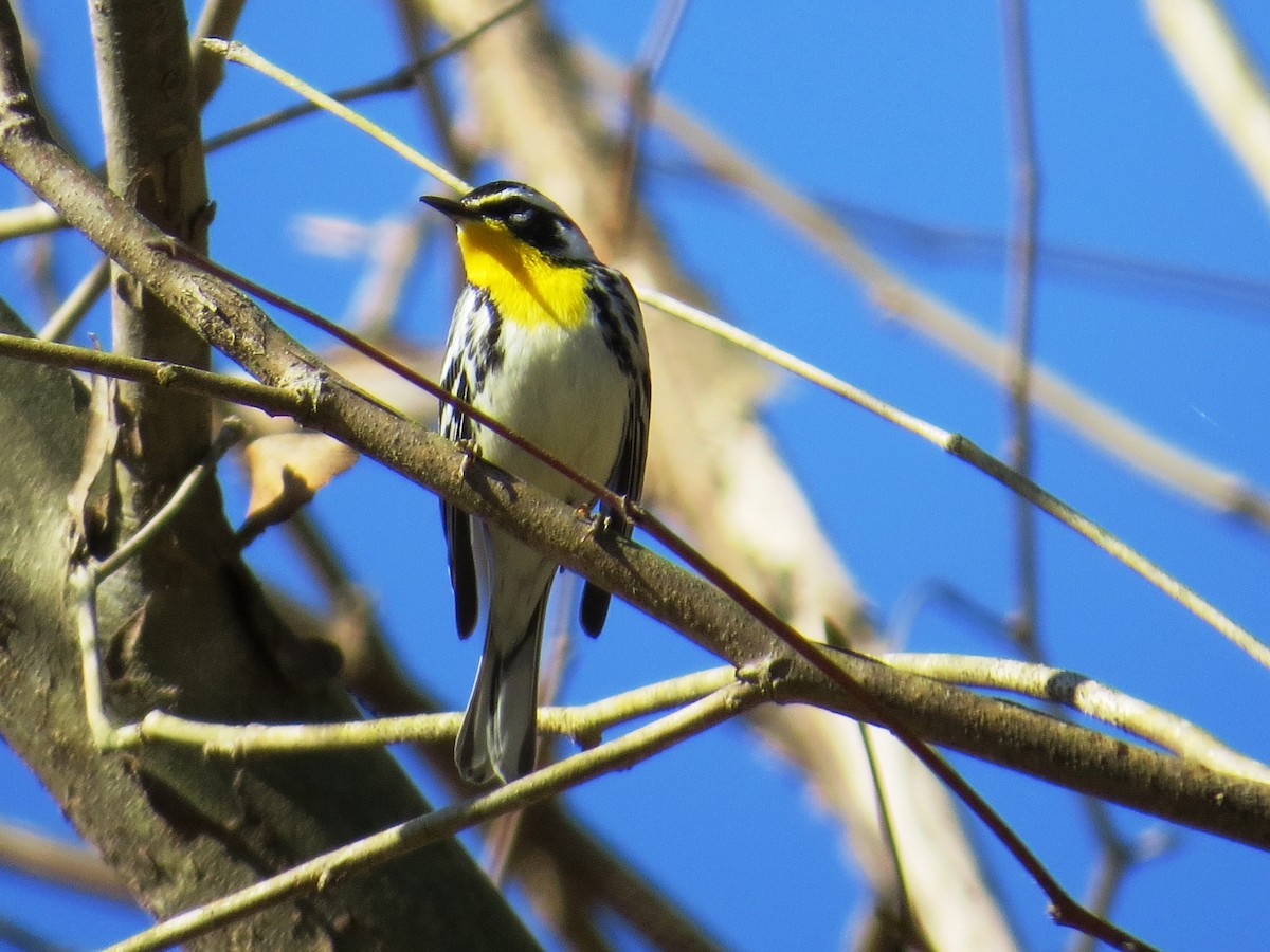 Yellow-throated Warbler - WS Barbour