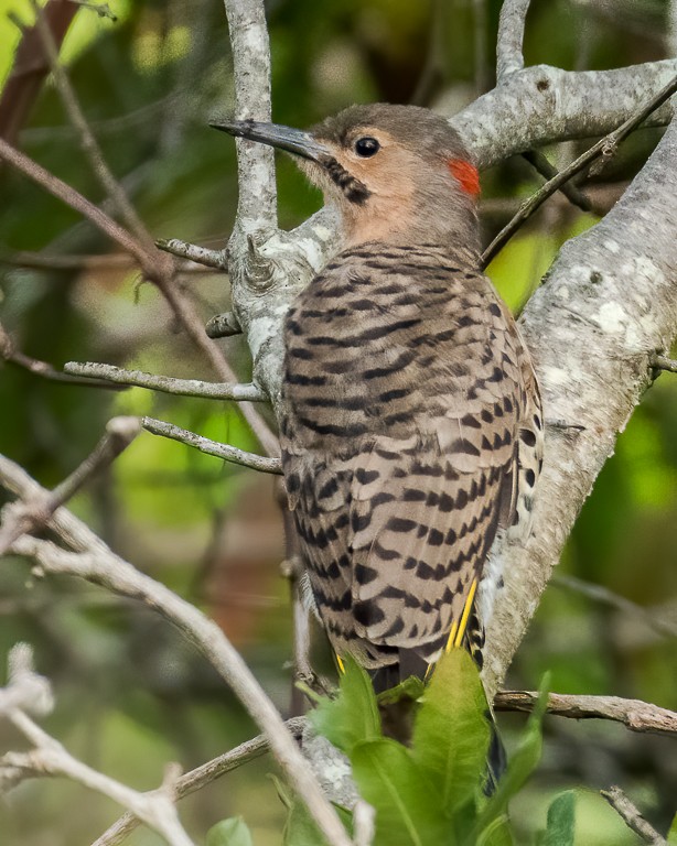 Northern Flicker - Andy Wilson